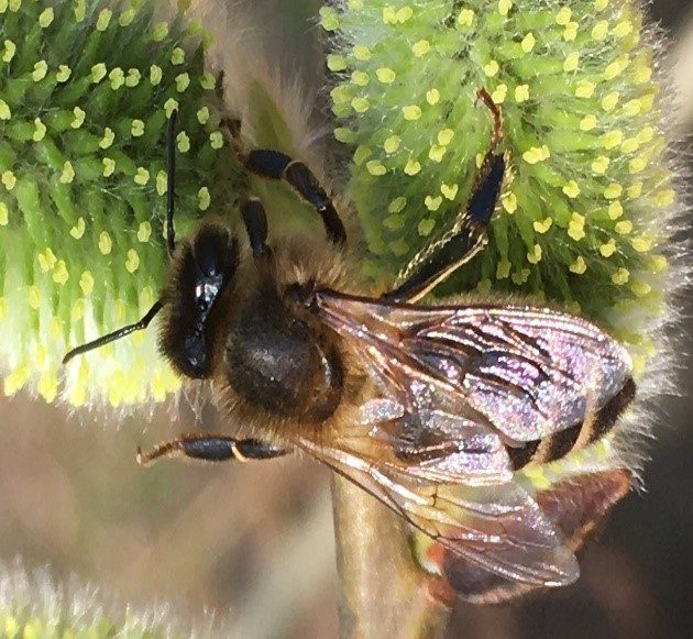 Včela - makrofotografie
